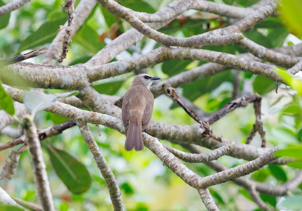 bird, indonesia, wildlife, tropical, nature, wild bird, forest, birdwatching, photography, exotic bird, bulbul, bird photography, asian birds, observation, bird