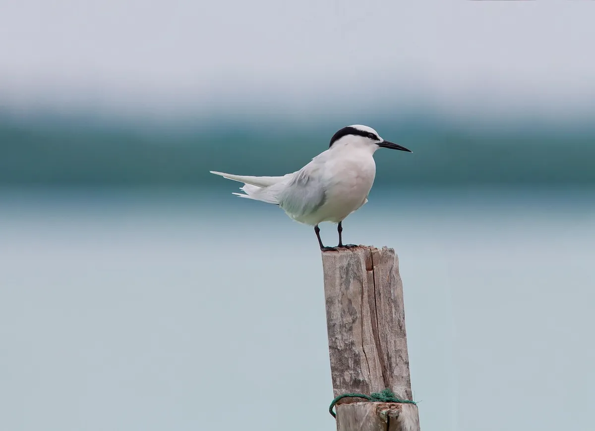 bird, area program services, rest, tropical, widi islands, halmahera islands, nature, indonesia